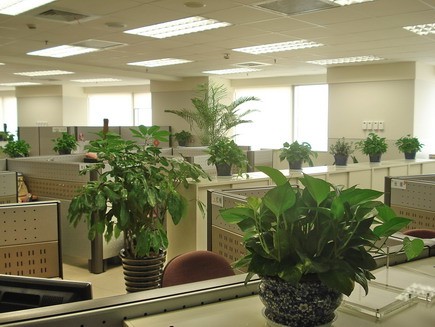 办公室装修--员工区绿植摆放方案 