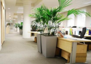 问：办公室植物摆放与办公室风水有怎样的关系？