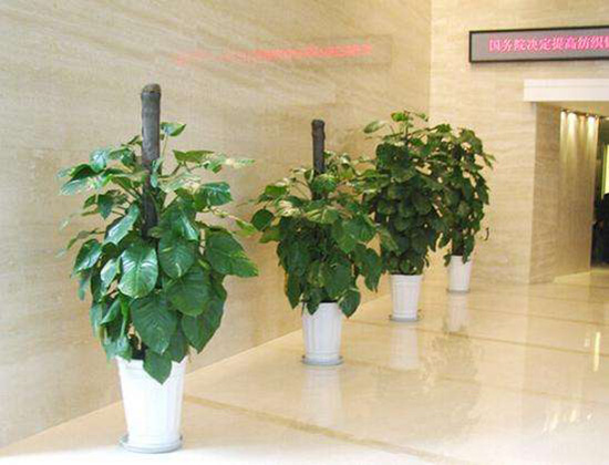 办公室风水植物绿萝有什么作用 绿萝的风水学应用：